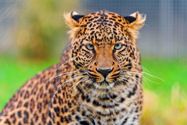 El leopardo te Mira de cerca