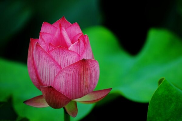 Różowy pączek lotosu w makro