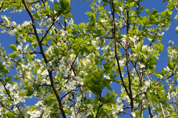 Bäume blühen im zeitigen Frühling