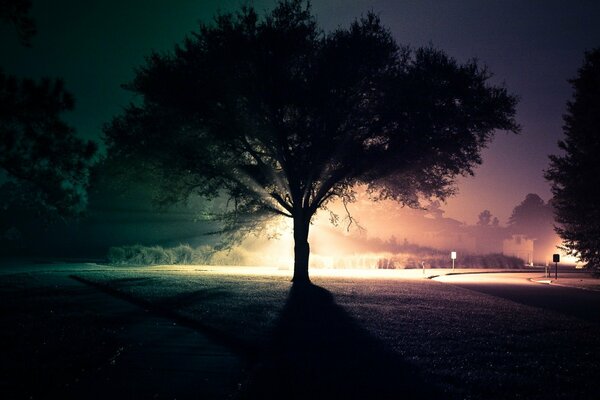 Árbol en la noche en el fondo de una carretera iluminada