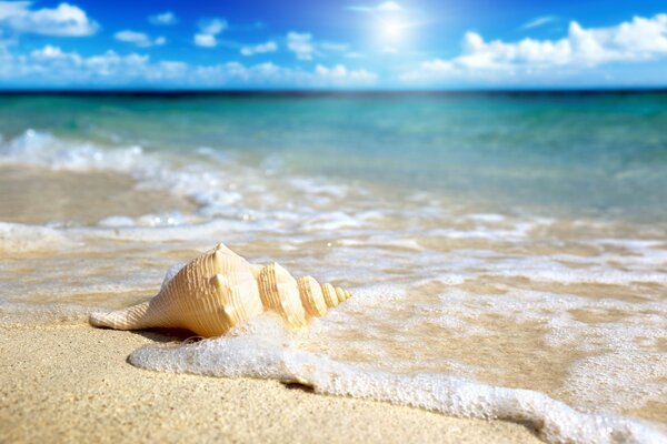 Seashell on the seashore