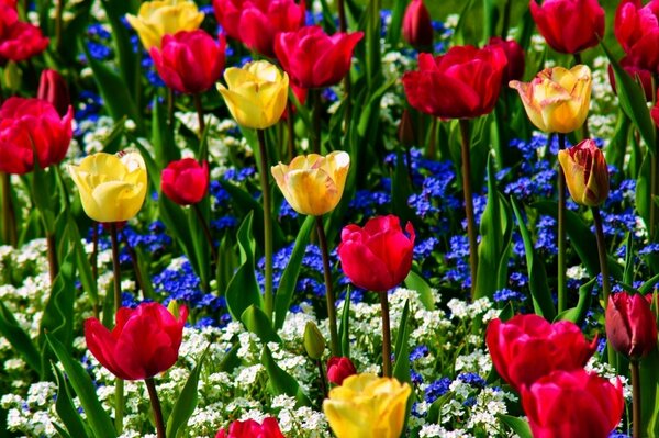 Gelbe und rote Tulpen blaue und weiße Vergissmeinnicht