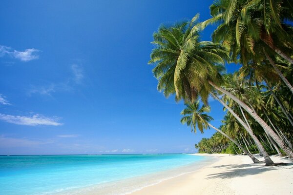 Maravillosa costa del océano arena blanca y palmeras