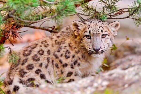 Snow leopard under fir branches