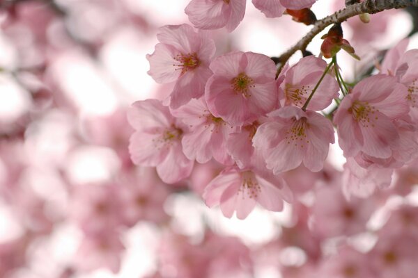 Blooming of pink cherry blossoms in macro