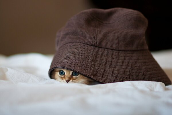 The kitten was locked under a brown panama hat