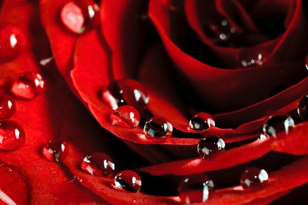 Dew drops on a red rose