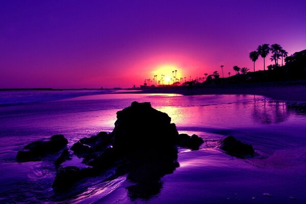 Sunset and landscape in purple with palm trees and sea