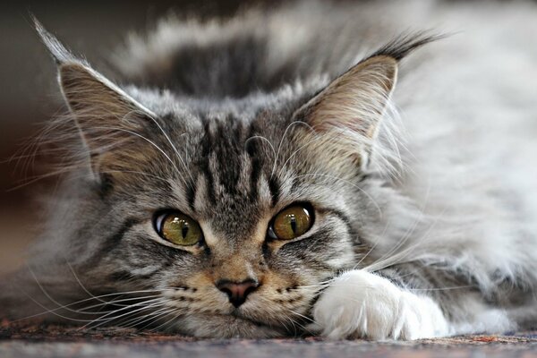 Schöne graue Katze mit Quasten an den Ohren