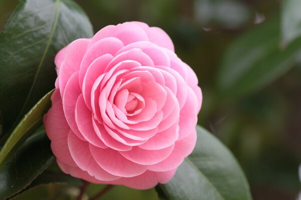 Rosa Kamelie Blume mit Blättern