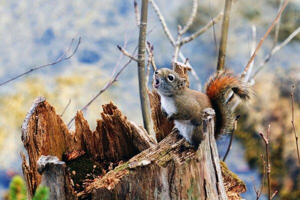 In winter, a small squirrel sat on a stump