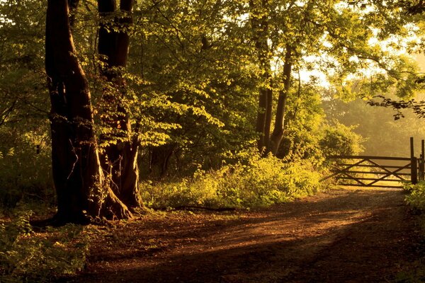 Der Weg über den Zaun zur Sonne