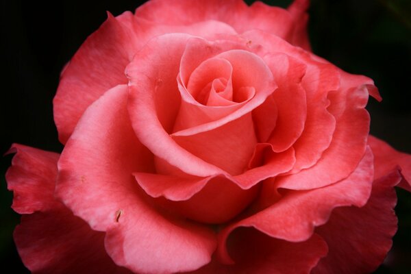 Pink rose with petals in macro shooting