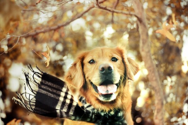 Ein Hund im Schal freut sich über den Herbst