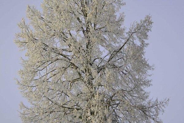 Winterbaum im Frost auf Himmelshintergrund