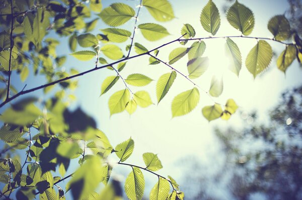 A look at the blue sky through the branches of deciduous trees