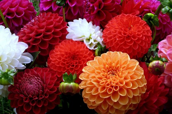 Fleurs de dahlias multicolores vivaces