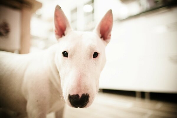 A white bull terrier with a black nose