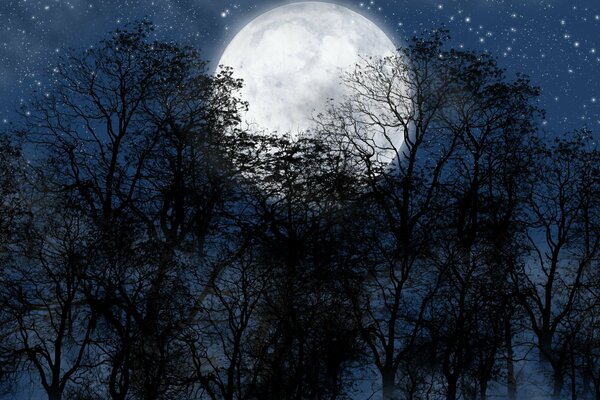 Noc. Czarny las i jasny księżyc w pełni