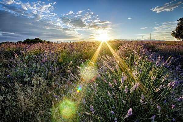 Raggi di luce dal cielo su un campo in fiore