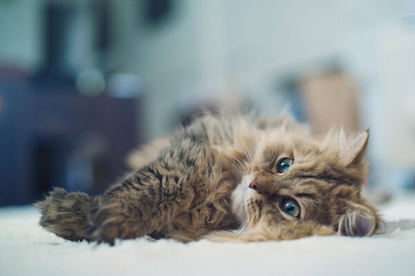 Fluffy cat is resting from a hard day