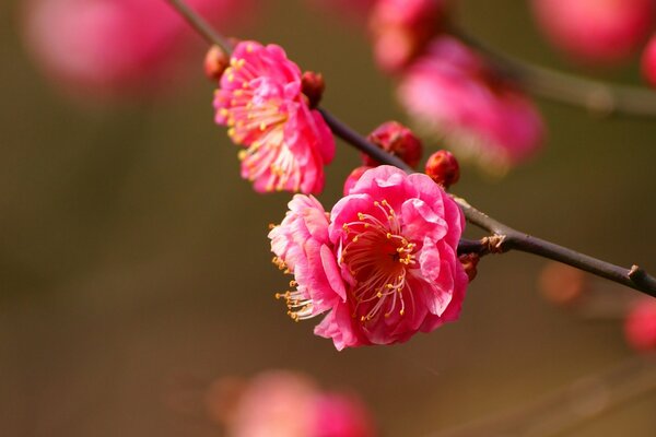 Red flowers on a branch in macro resolution