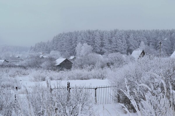 Paysage d hiver avec forêt et pied de biche à la lisière