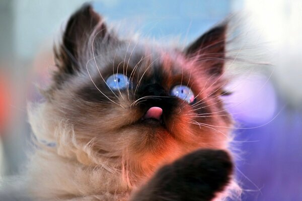 Siamese kitten with blue eyes