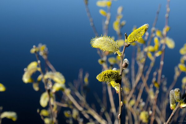 Zweige mit Blättern auf blauem Hintergrund