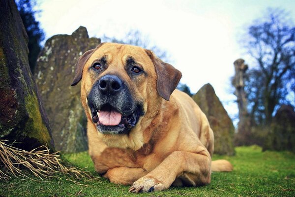 A friendly dog is lying on the lawn