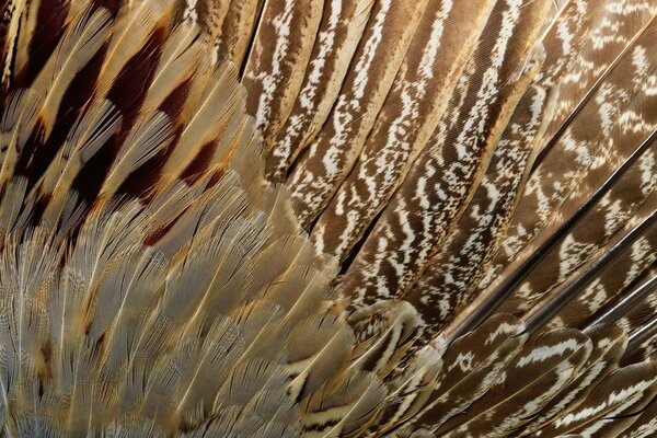 Texture with the image of exotic bird feathers