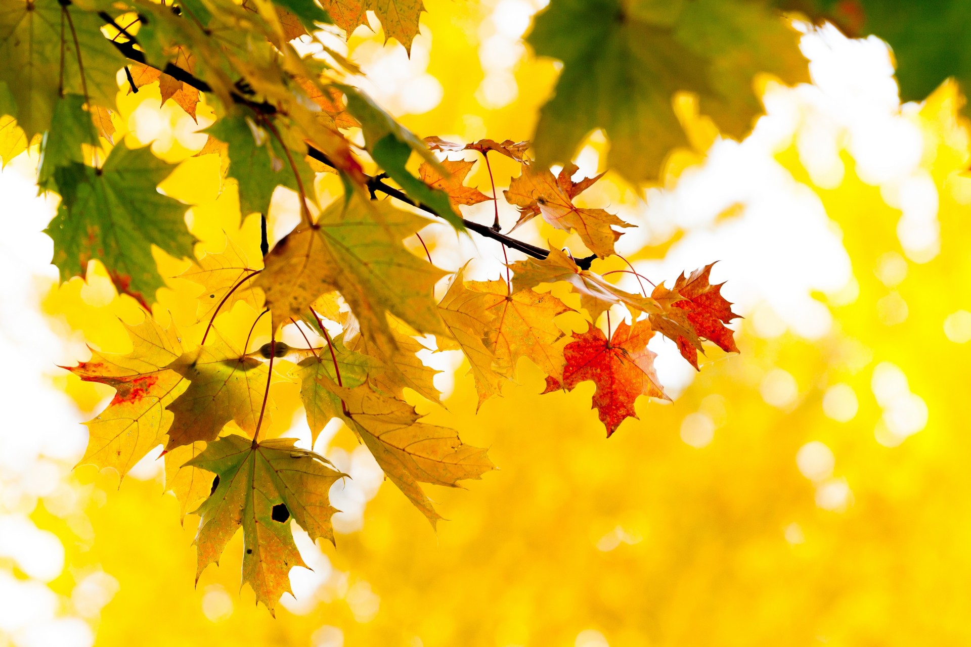 feuille érable arbre jaune branche automne