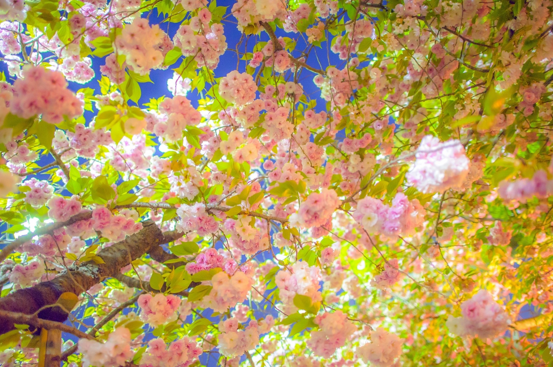 árbol sakura floración ramas primavera