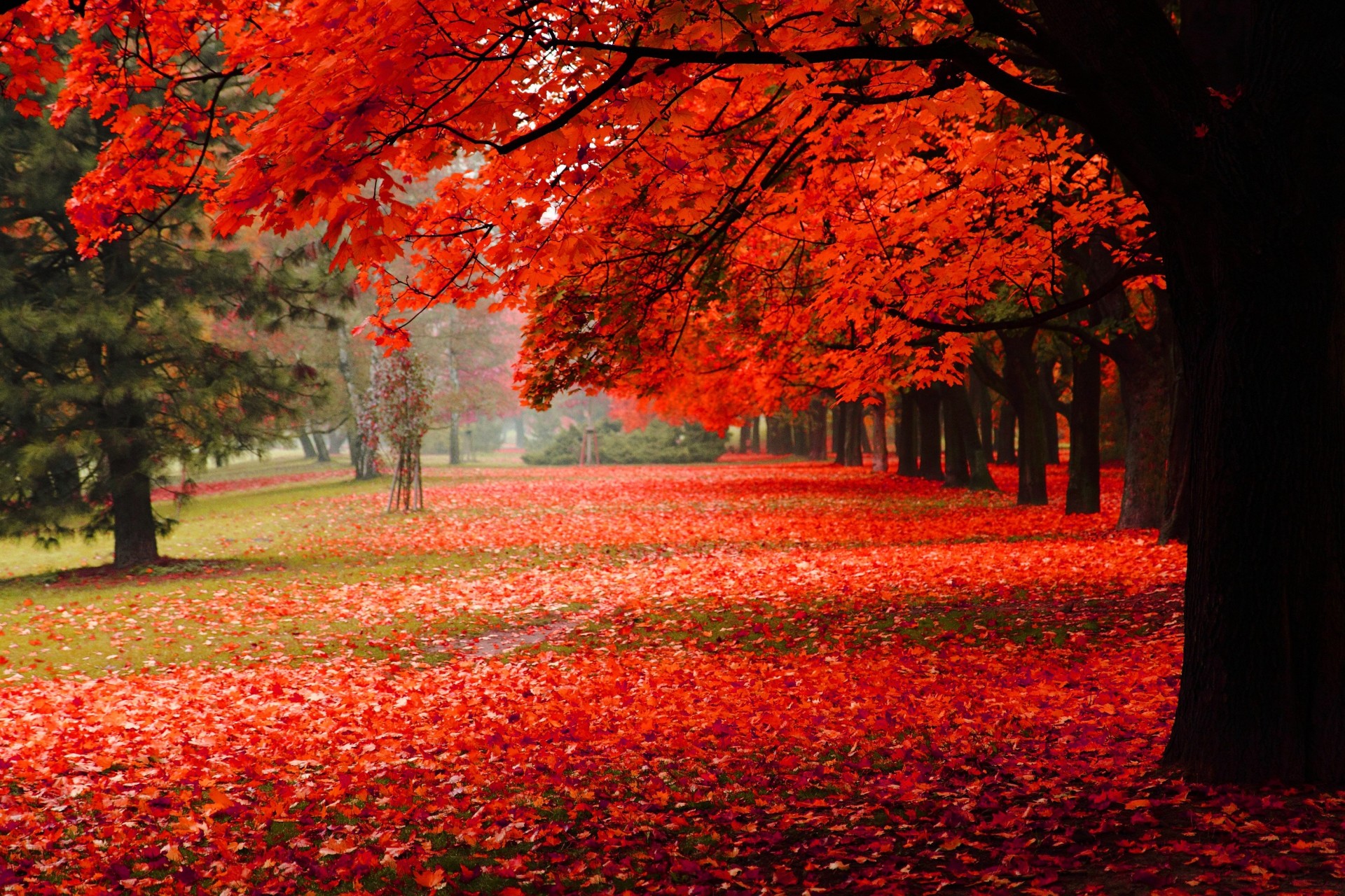 otoño parque follaje naturaleza