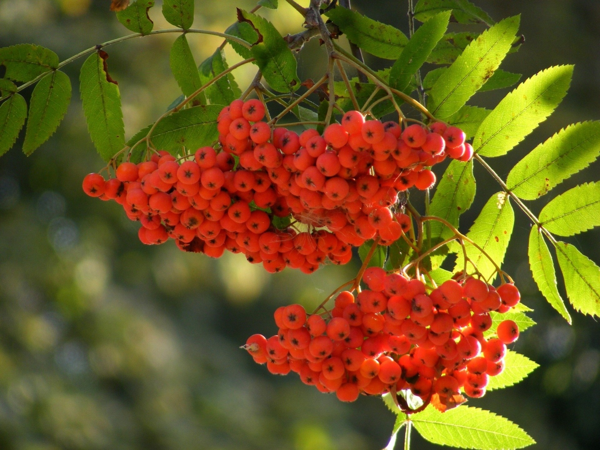 close up berries brush rowan branch