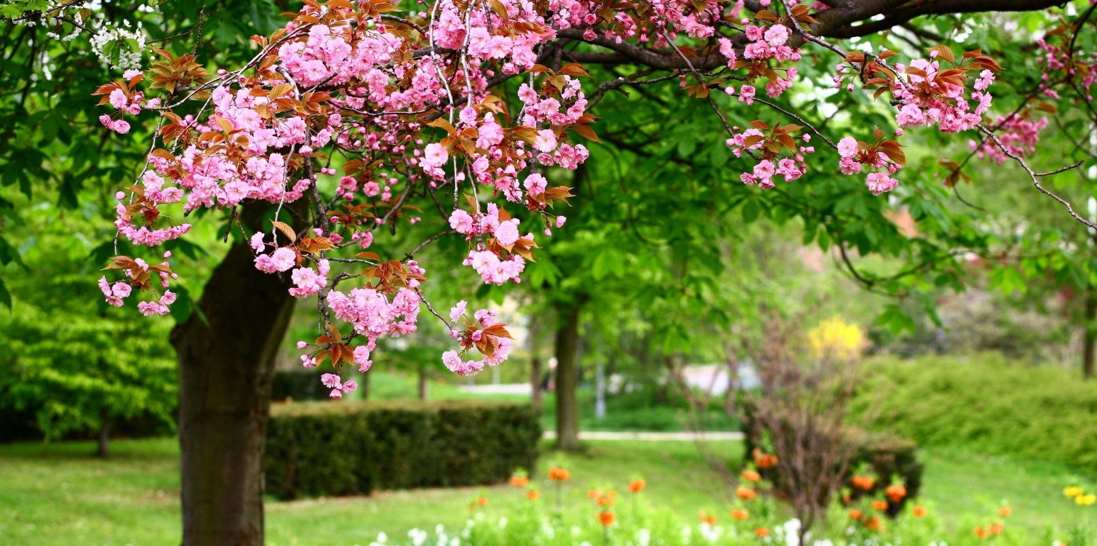 ostrość kwitnienie wiosna sakura ogród