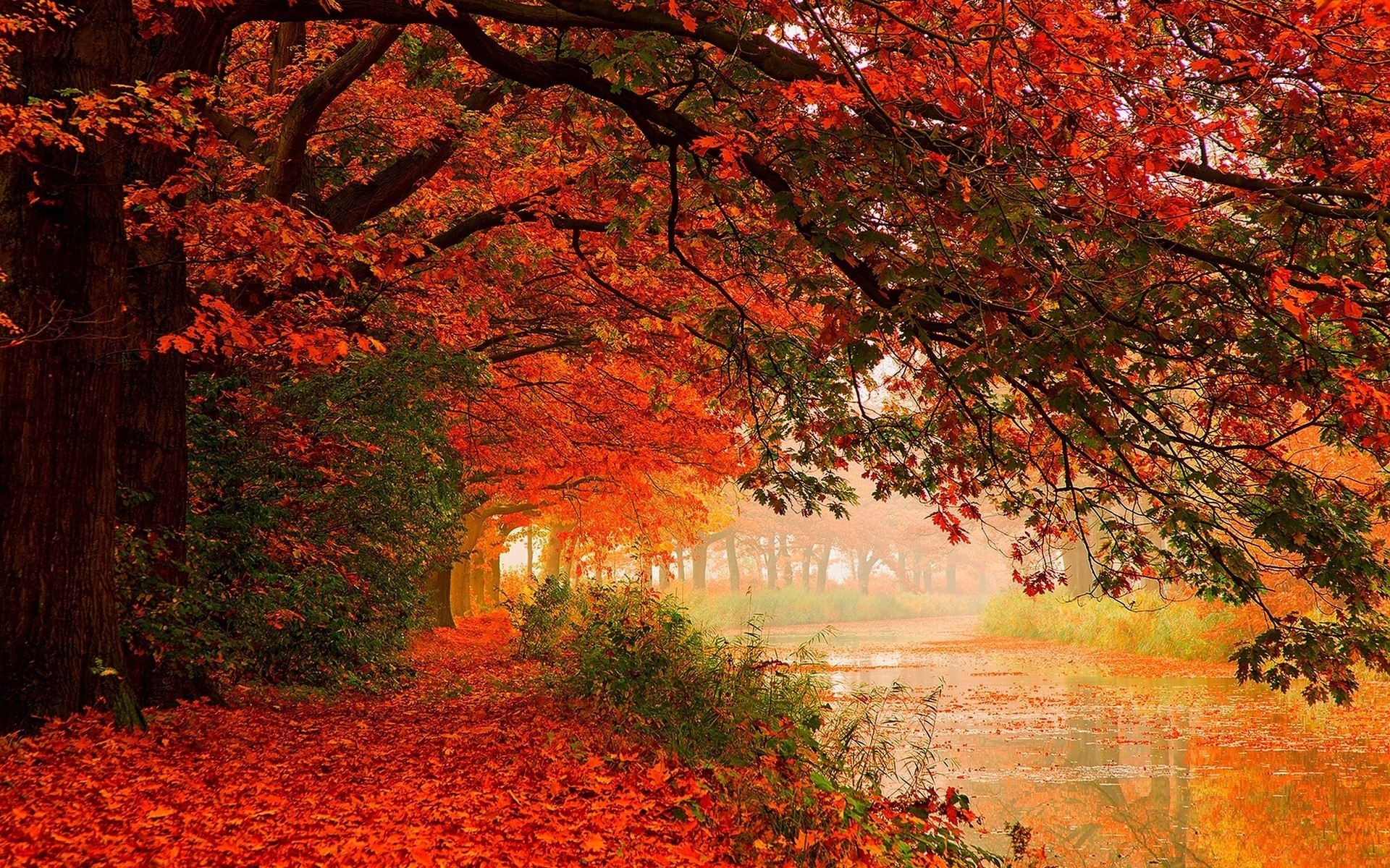 blatt jahreszeiten fluss bäume herbst reflexion