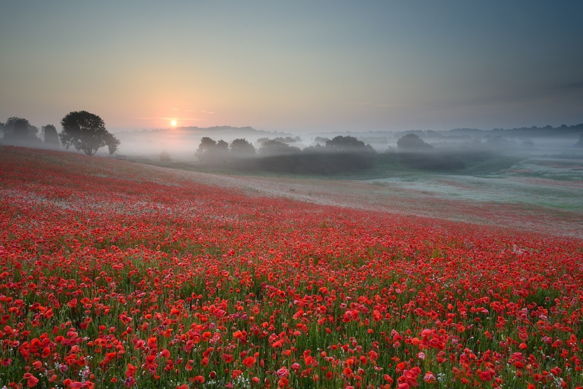 nature tree fog summer flower central park sun sky the field