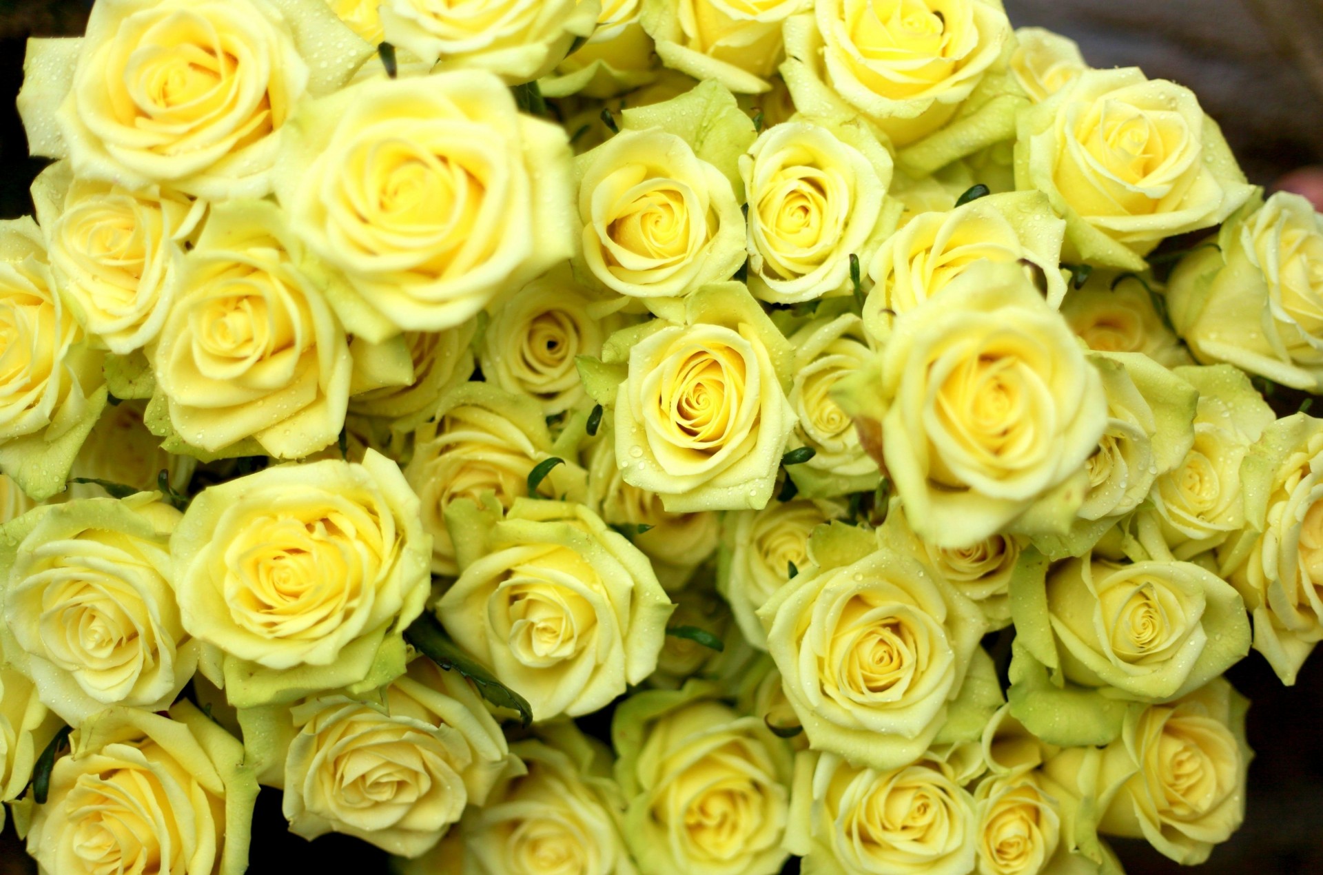 gouttes roses bouquet jaune fleurs humide