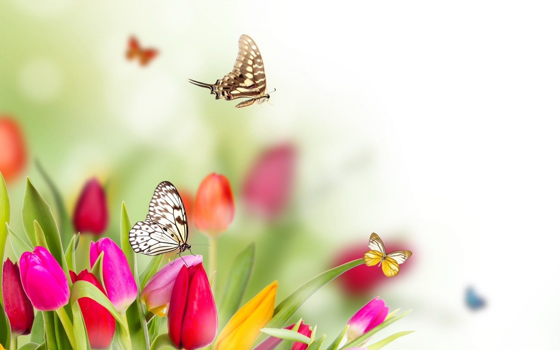 butterfly spring flower blur tulip