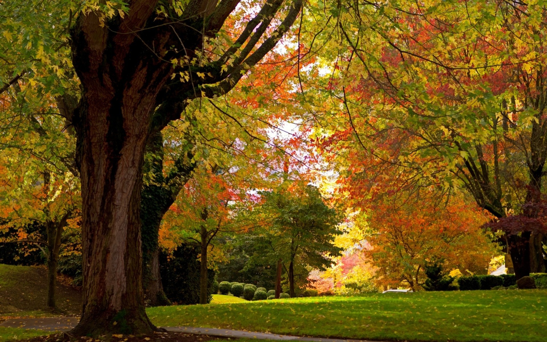 otoño árboles paisajes parque