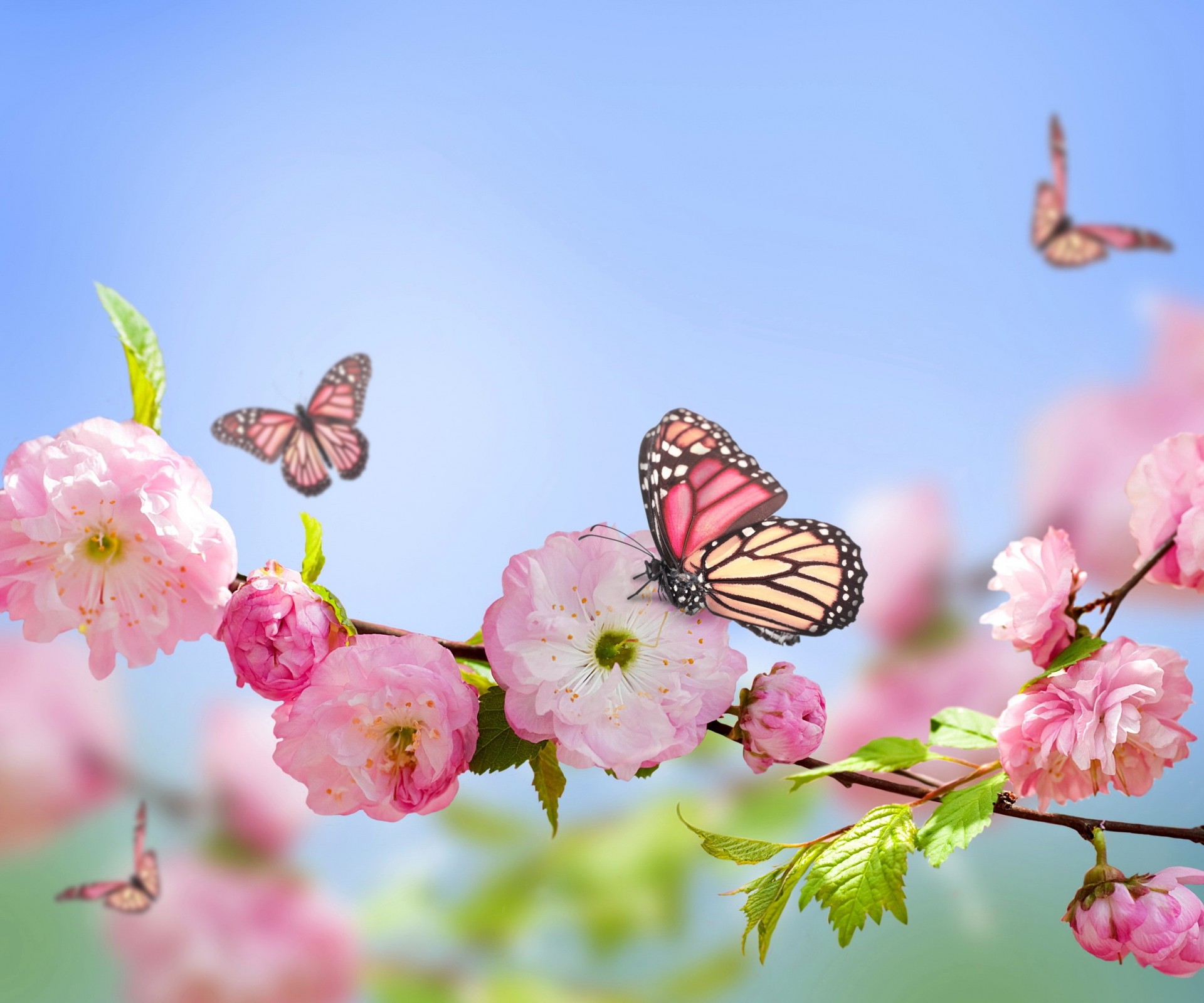 sakura hintergrund schmetterlinge blumen himmel photoshop zweig frühling