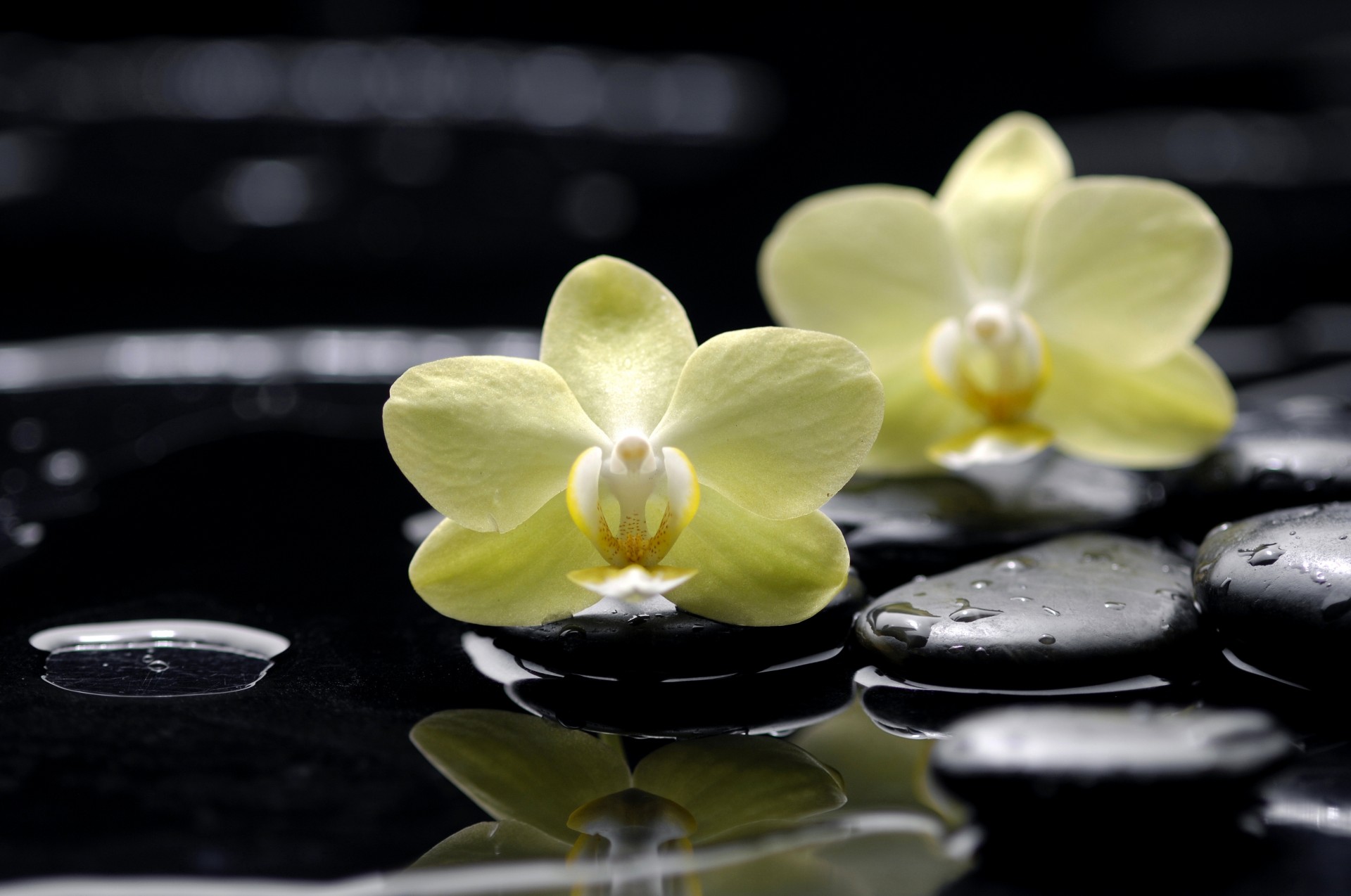 pierres gouttes noir plat jaune fleurs eau réflexion phalaenopsis orchidées