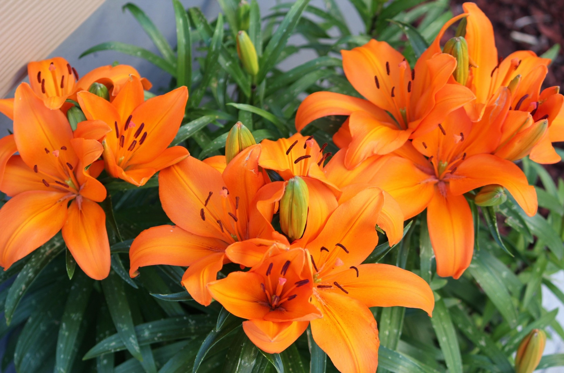 arancione gigli luminoso fiori