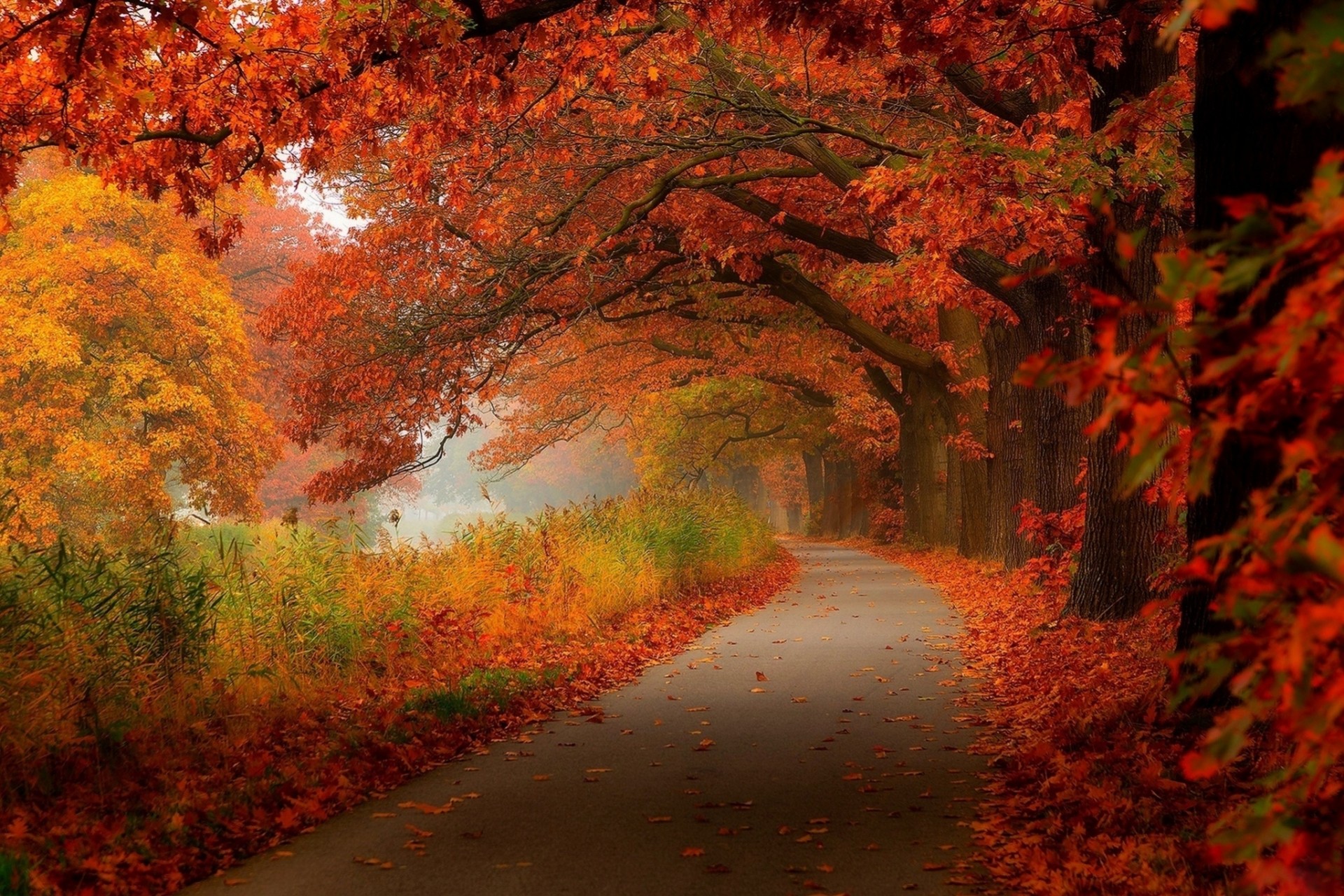 foglia natura foresta passeggiata autunno palme parco