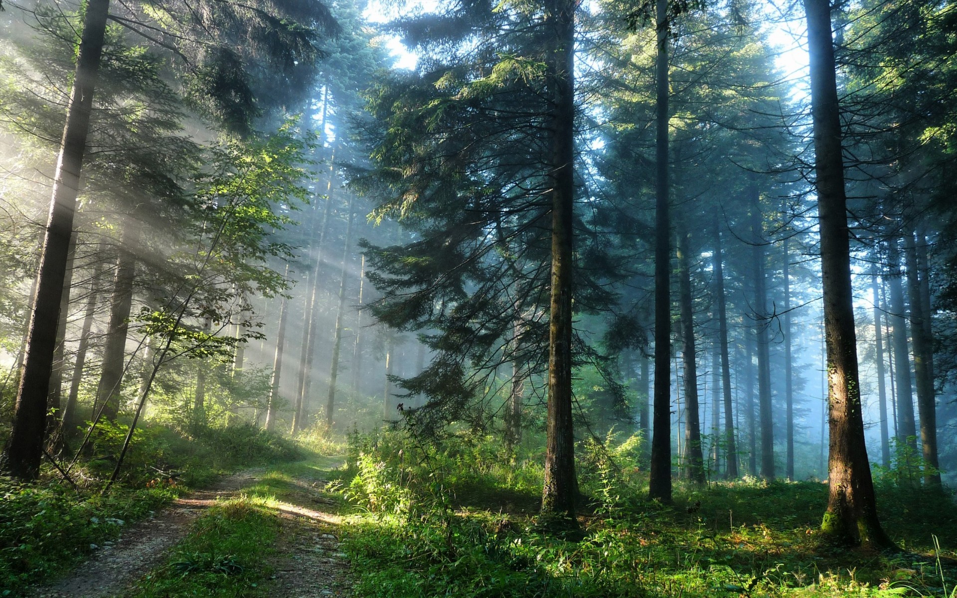 camino bosque árboles pinos