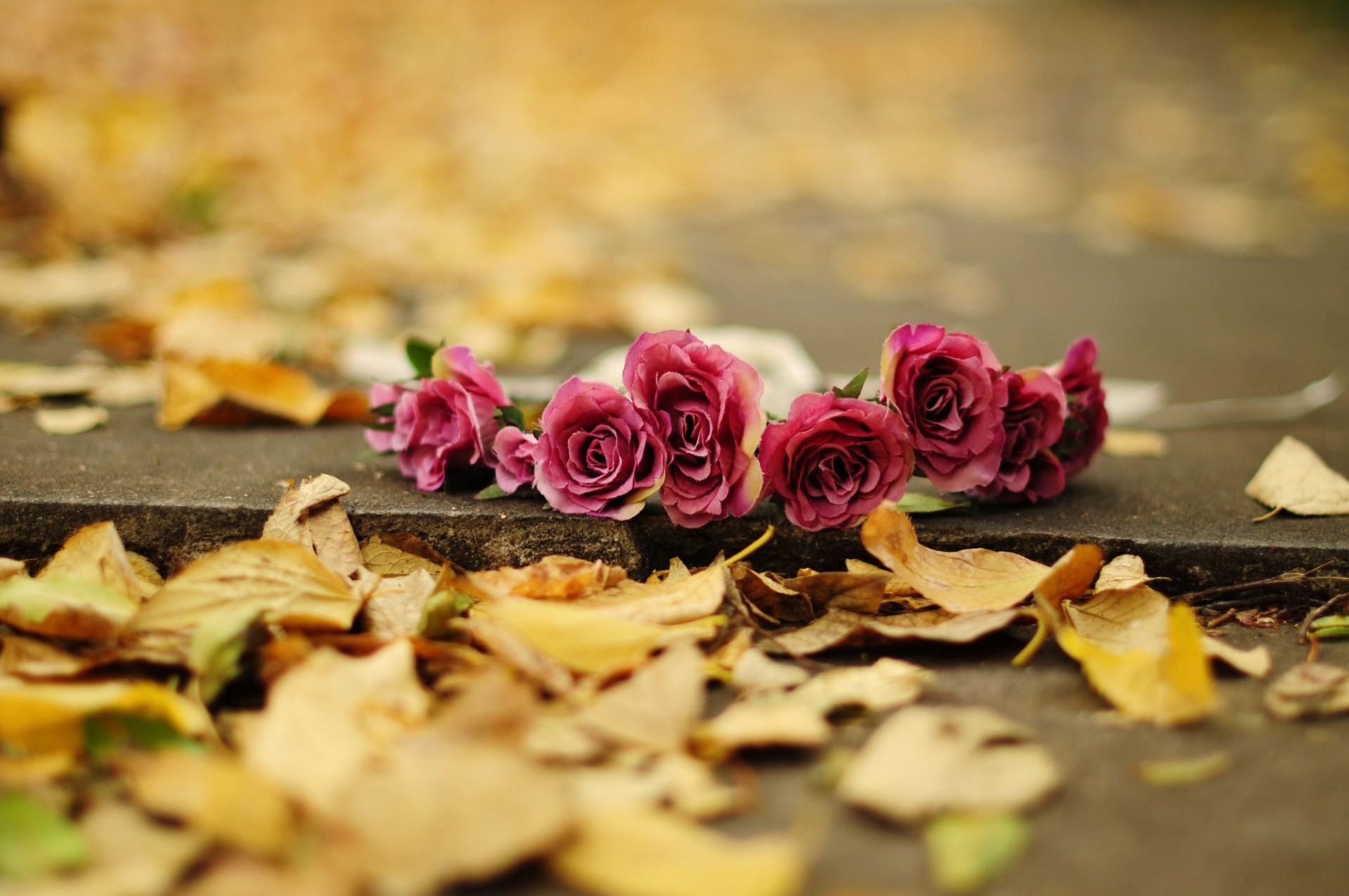 automne feuille fleurs roses