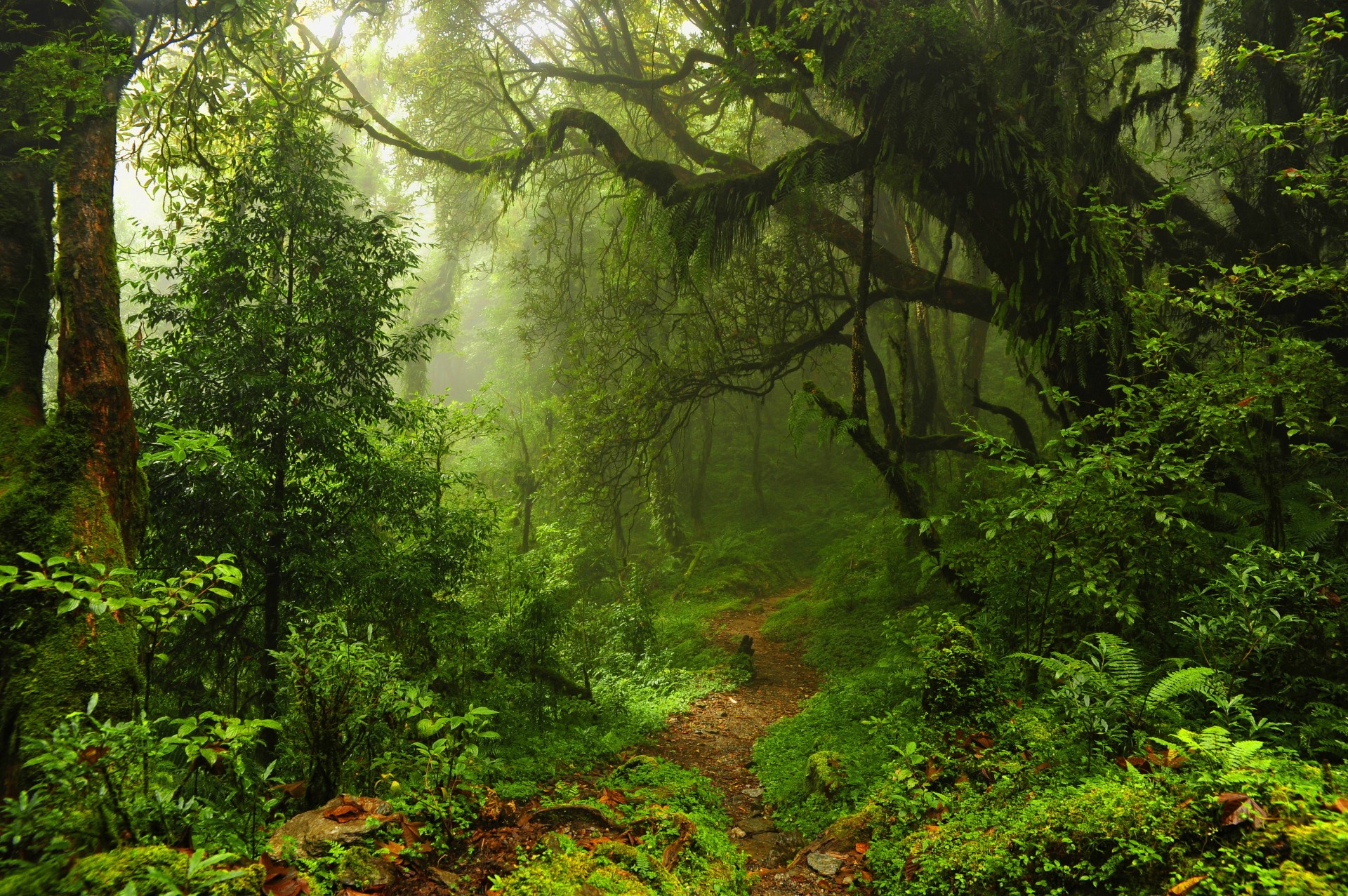 arbres sentier forêt jungle nature