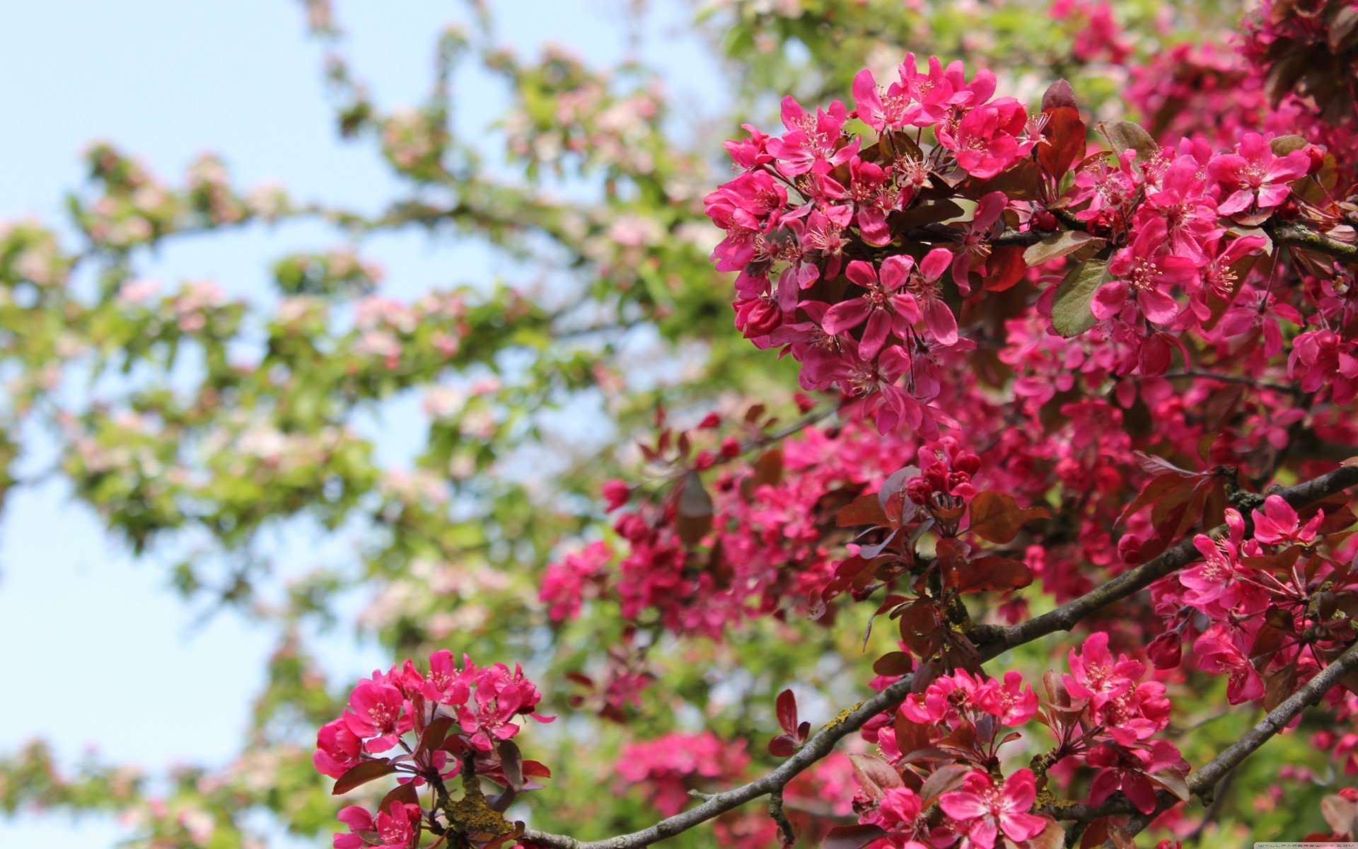 schöne blumen niedlich hohe qualität rosa blüten