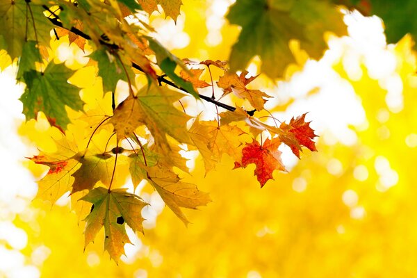 Gelbe Ahornblätter auf einem Zweig, der von der Herbstsonne beleuchtet wird